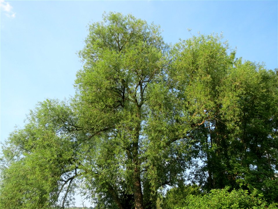 Silberweide (Salix alba) am Schalkenmehrener Maar