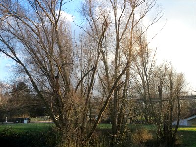 Silberweide (Salix alba) im Landesgartenschaupark Hockenheim