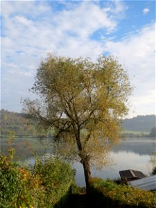 Silberweide (Salix alba) am Schalkenmehrener Maar