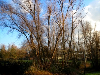 Silberweide (Salix alba) im Landesgartenschaupark Hockenheim