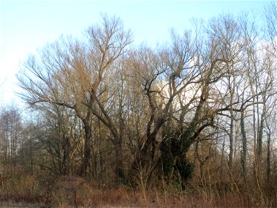 Silberweide (Salix alba) auf dem Gelände der ehemaligen Halberger Hütte