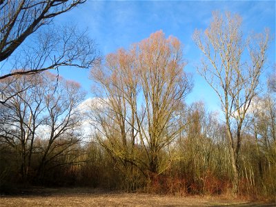 Silberweide (Salix alba) im Naturschutzgebiet "St. Arnualer Wiesen"