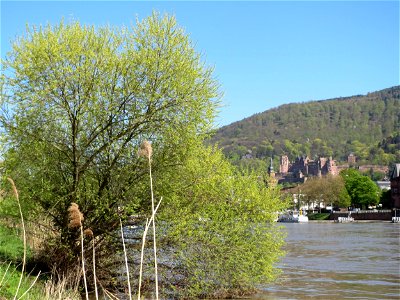 Silberweide (Salix alba) am Neckarufer in Heidelberg-Neuenheim