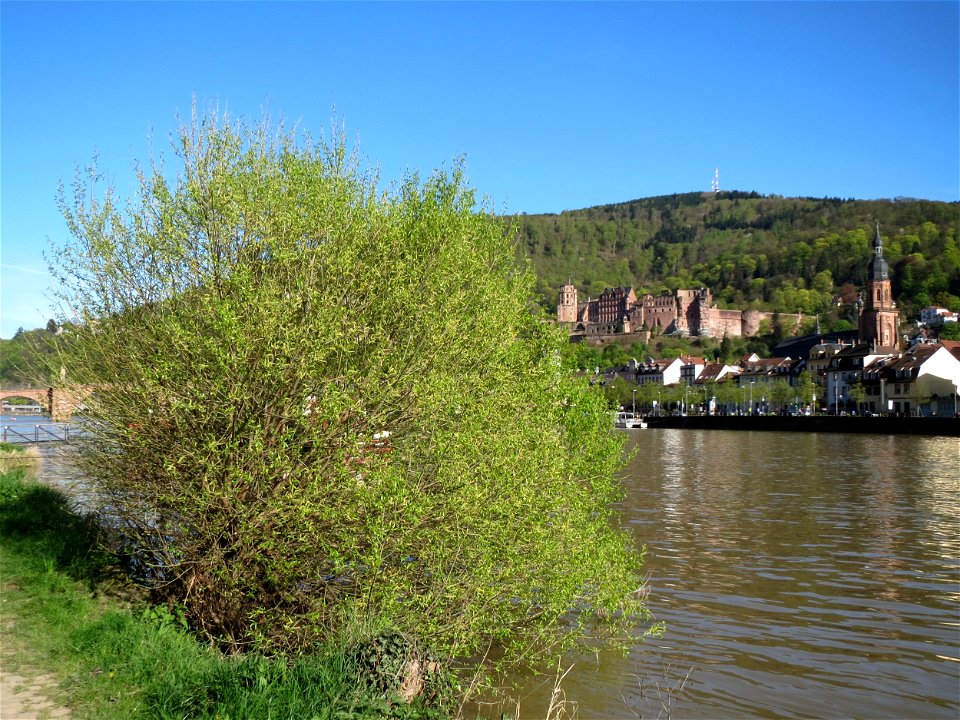 Silberweide (Salix alba) am Neckarufer in Heidelberg-Neuenheim