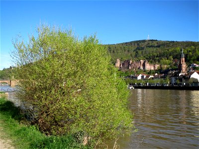 Silberweide (Salix alba) am Neckarufer in Heidelberg-Neuenheim