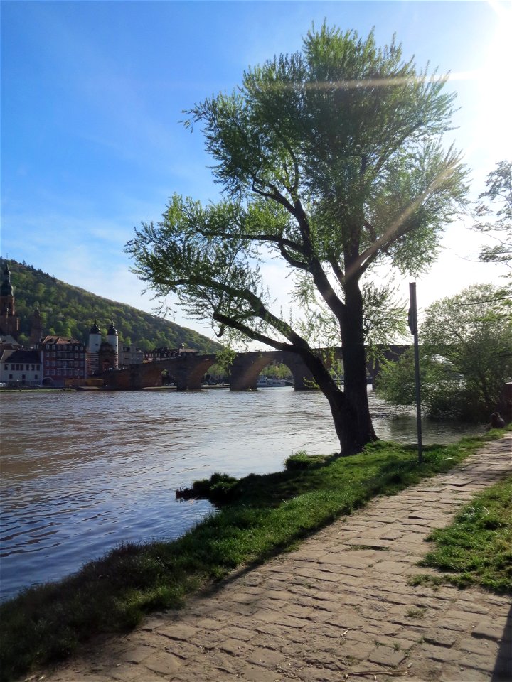 Silberweide (Salix alba) am Neckarufer in Heidelberg-Neuenheim