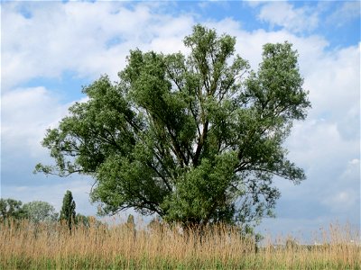 Silberweide (Salix alba) im Naturschutzgebiet „Bachwiesen/Leopoldswiesen“ im Landschaftsschutzgebiet „Hockenheimer Rheinbogen“