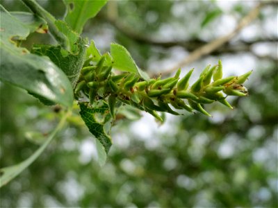 Silberweide (Salix alba) im Naturschutzgebiet Bachwiesen/Leopoldswiesen im Hockenheimer Rheinbogen