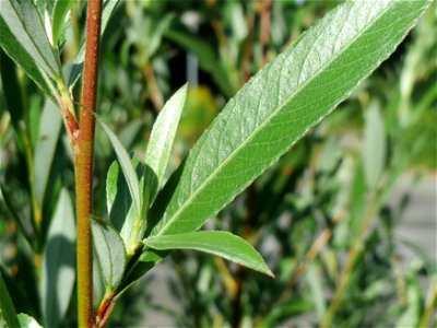 Blätter einer jungen Silberweide (Salix alba) in Hockenheim