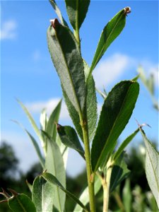 Blätter einer jungen Silberweide (Salix alba) in Hockenheim