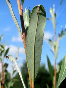 Blätter einer jungen Silberweide (Salix alba) in Hockenheim