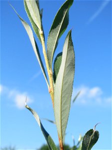 Blätter einer jungen Silberweide (Salix alba) in Hockenheim