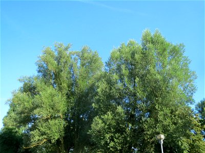 Ausgewachsene Silberweide (Salix alba) in Hockenheim
