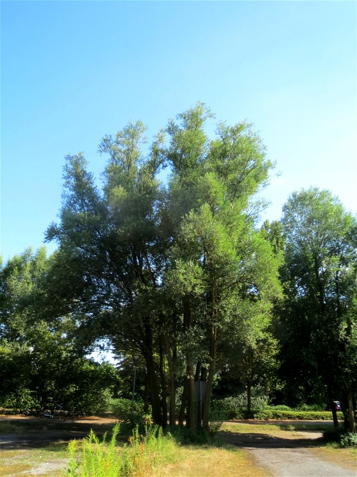 Ausgewachsene Silberweide (Salix alba) in Hockenheim