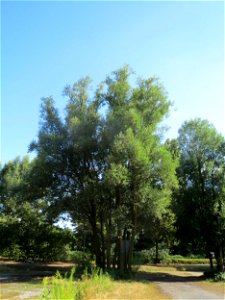 Ausgewachsene Silberweide (Salix alba) in Hockenheim