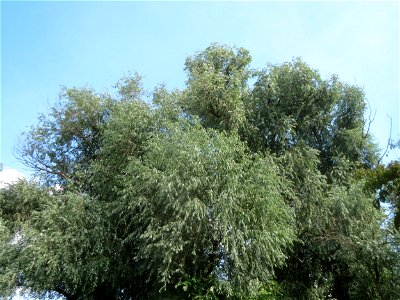 Silberweide (Salix alba) im Landesgartenschaupark Hockenheim