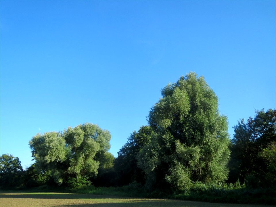Silberweide (Salix alba) am Kraichbach bei Hockenheim