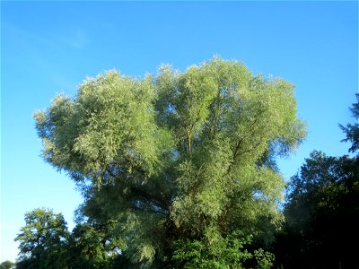 Silberweide (Salix alba) am Kraichbach bei Hockenheim