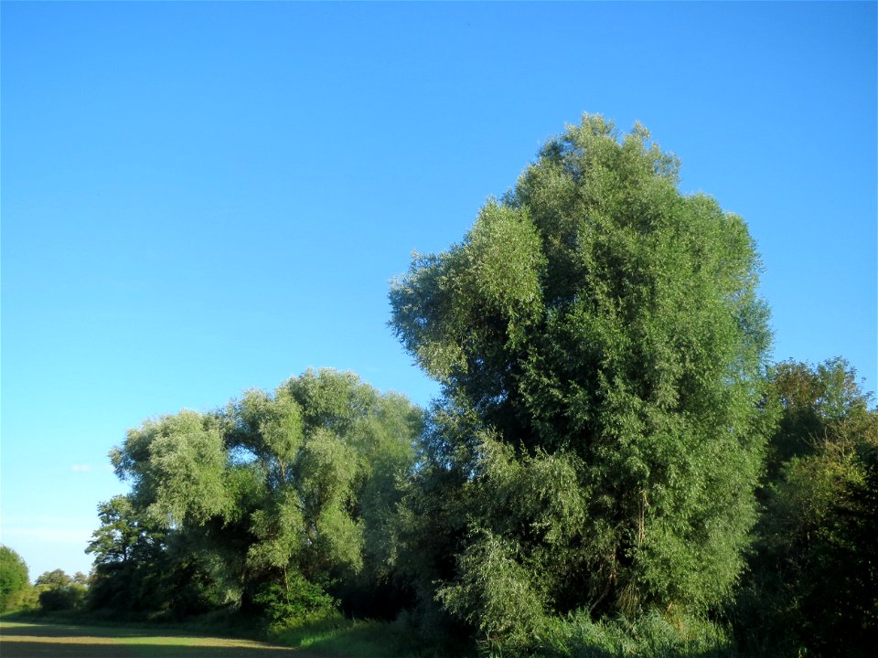 Silberweide (Salix alba) am Kraichbach bei Hockenheim