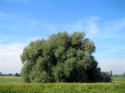 Silberweide (Salix alba) im Hockenheimer Rheinbogen