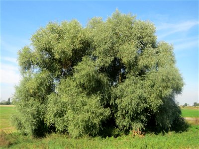 Silberweide (Salix alba) im Hockenheimer Rheinbogen