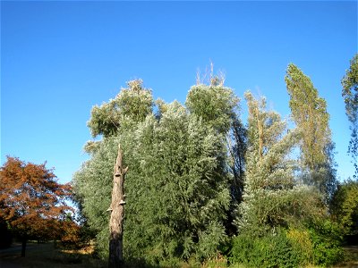 Silberweide (Salix alba) im Landesgartenschaupark Hockenheim