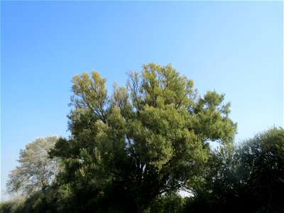 Silberweide (Salix alba) im Naturschutzgebiet Bachwiesen/Leopoldswiesen im Hockenheimer Rheinbogen