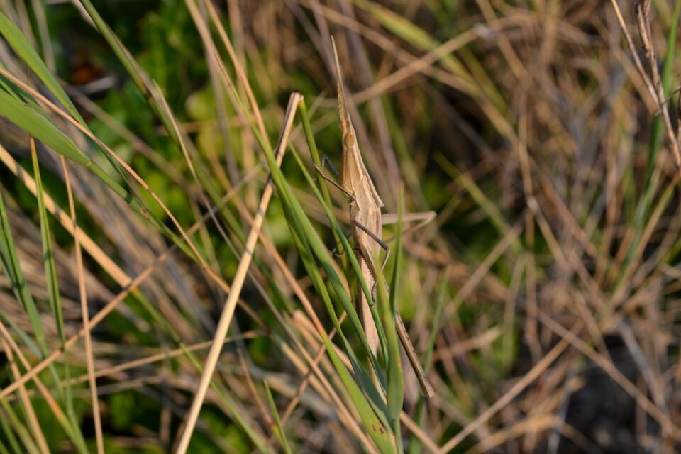 Animal nature insects