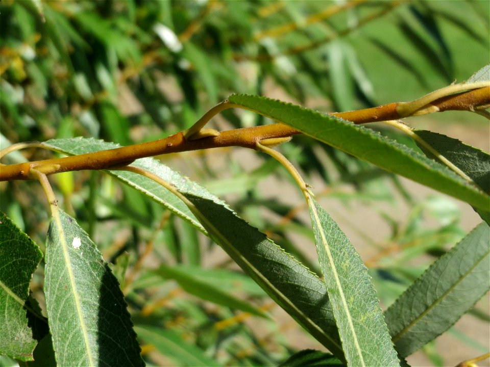 Blätter der Silberweide (Salix alba) im Naturschutzgebiet Bachwiesen/Leopoldswiesen im Hockenheimer Rheinbogen