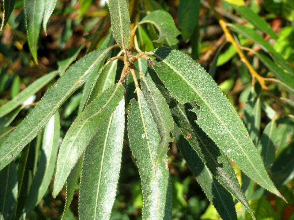 Blätter der Silberweide (Salix alba) im Naturschutzgebiet Bachwiesen/Leopoldswiesen im Hockenheimer Rheinbogen