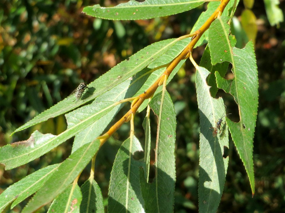 Blätter der Silberweide (Salix alba) im Naturschutzgebiet Bachwiesen/Leopoldswiesen im Hockenheimer Rheinbogen