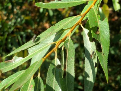 Blätter der Silberweide (Salix alba) im Naturschutzgebiet Bachwiesen/Leopoldswiesen im Hockenheimer Rheinbogen