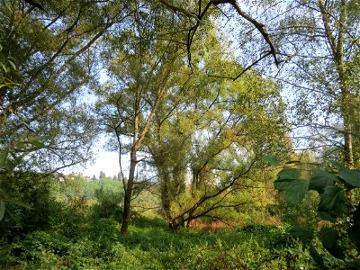 Silberweide (Salix alba) im Landschaftsschutzgebiet „Tabakmühlental - Oberster Weiher“ in Sankt Arnual