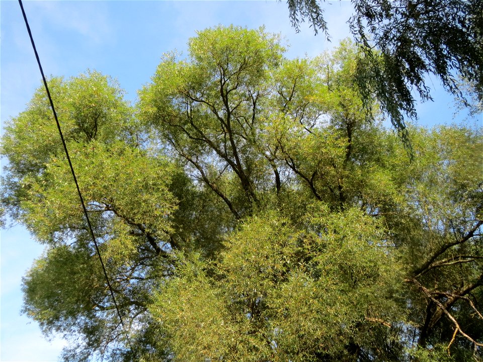 Silberweide (Salix alba) im Landschaftsschutzgebiet „Tabakmühlental - Oberster Weiher“ in Sankt Arnual