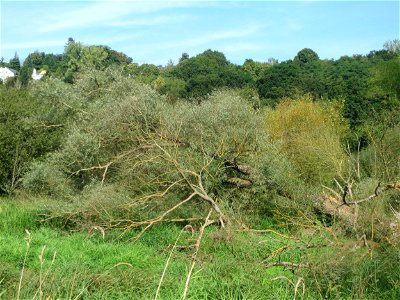 Silberweide (Salix alba) im Landschaftsschutzgebiet „Tabakmühlental - Oberster Weiher“ in Sankt Arnual