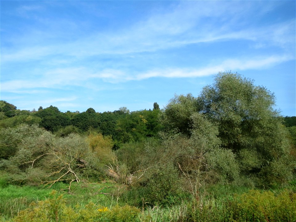 Silberweide (Salix alba) im Landschaftsschutzgebiet „Tabakmühlental - Oberster Weiher“ in Sankt Arnual