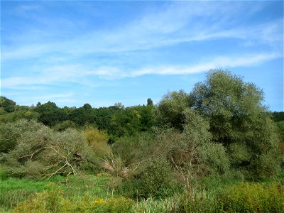 Silberweide (Salix alba) im Landschaftsschutzgebiet „Tabakmühlental - Oberster Weiher“ in Sankt Arnual