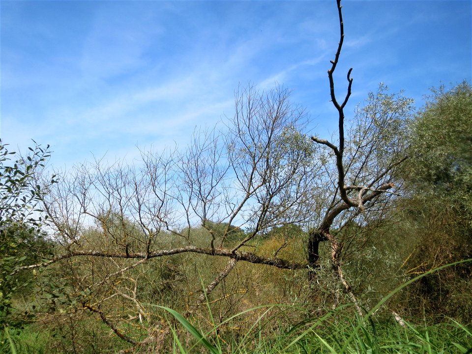 Silberweide (Salix alba) im Landschaftsschutzgebiet „Tabakmühlental - Oberster Weiher“ in Sankt Arnual
