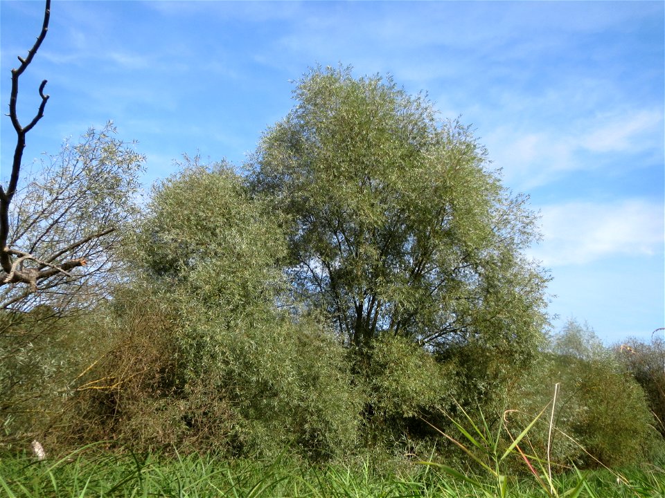 Silberweide (Salix alba) im Landschaftsschutzgebiet „Tabakmühlental - Oberster Weiher“ in Sankt Arnual