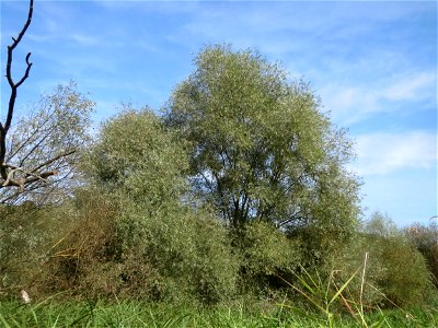 Silberweide (Salix alba) im Landschaftsschutzgebiet „Tabakmühlental - Oberster Weiher“ in Sankt Arnual