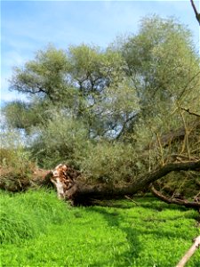 Silberweide (Salix alba) im Landschaftsschutzgebiet „Tabakmühlental - Oberster Weiher“ in Sankt Arnual