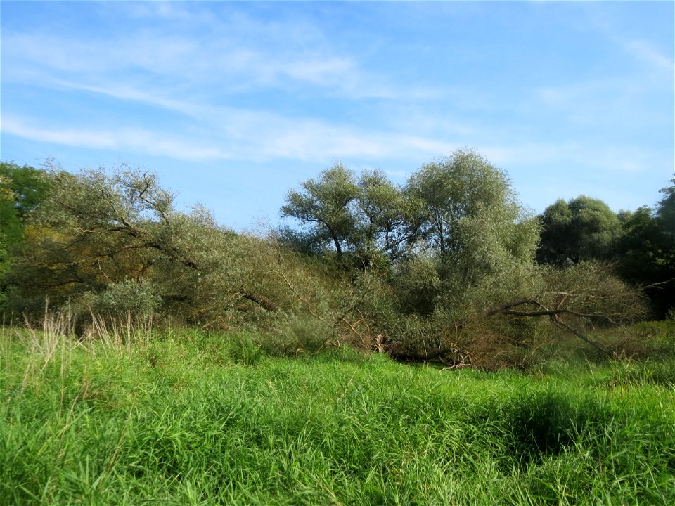 Silberweide (Salix alba) im Landschaftsschutzgebiet „Tabakmühlental - Oberster Weiher“ in Sankt Arnual