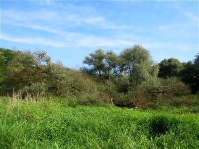 Silberweide (Salix alba) im Landschaftsschutzgebiet „Tabakmühlental - Oberster Weiher“ in Sankt Arnual
