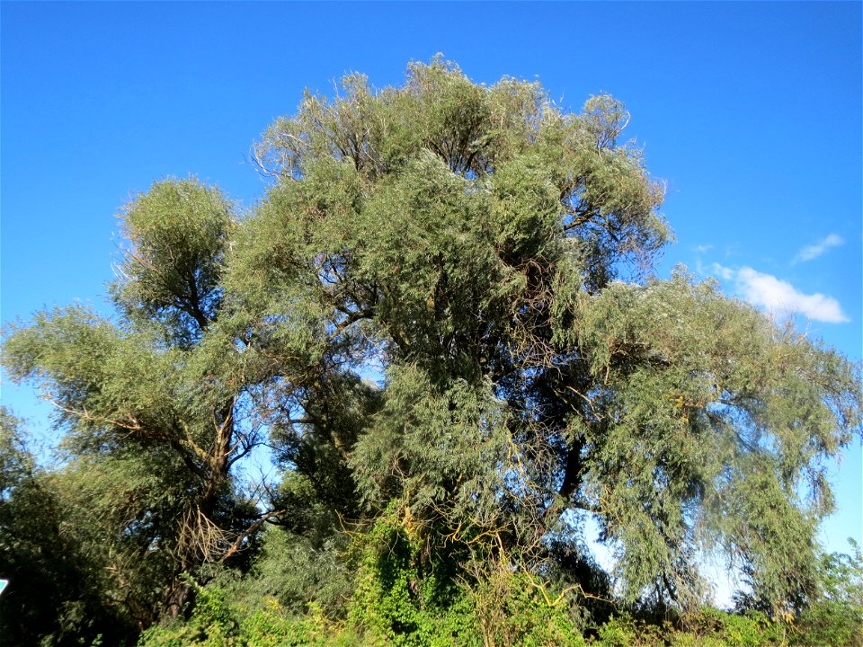 Silberweide (Salix alba) am Rand vom Naturschutzgebiet Wagbachniederung