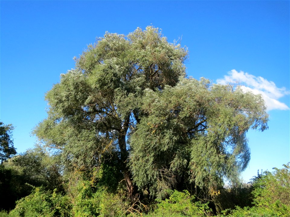 Silberweide (Salix alba) am Rand vom Naturschutzgebiet Wagbachniederung