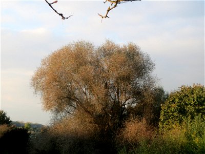 Silberweide (Salix alba) im Hockenheimer Rheinbogen