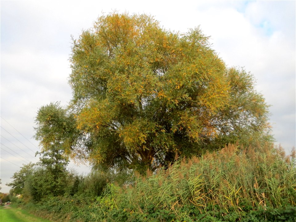 Silberweide (Salix alba) in den Horststückern im Hockenheimer Rheinbogen