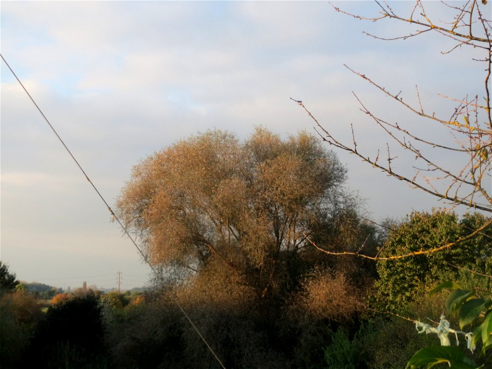 Silberweide (Salix alba) im Hockenheimer Rheinbogen