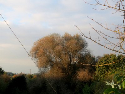 Silberweide (Salix alba) im Hockenheimer Rheinbogen