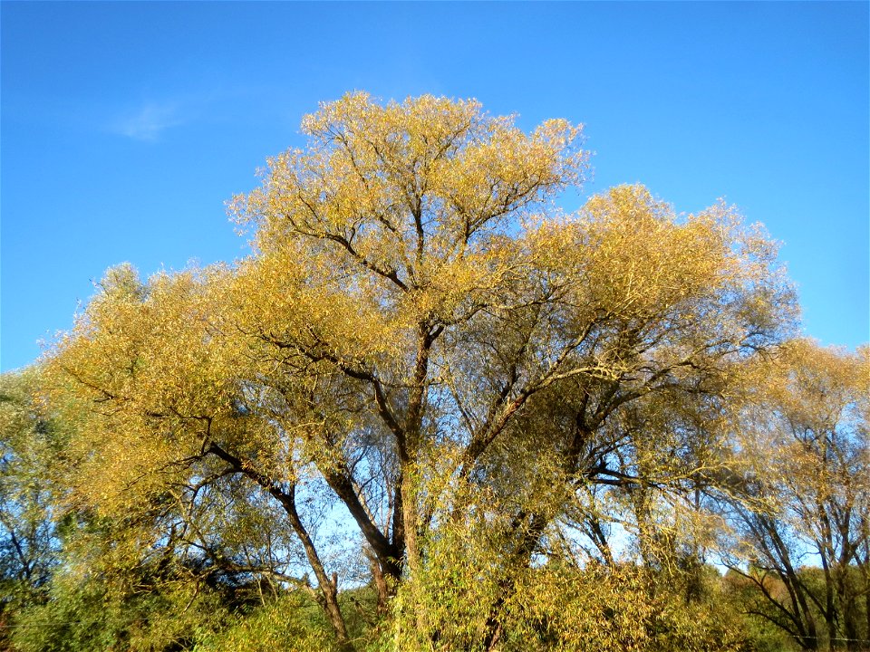 Silberweide (Salix alba) im Landschaftsschutzgebiet „Tabakmühlental - Oberster Weiher“ in Sankt Arnual